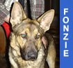 Fonzie