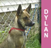 Dylan