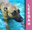 Leebah