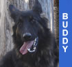 Buddy