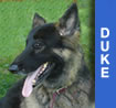 Duke